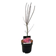 Acer pal. 'Skeeter's Broom'