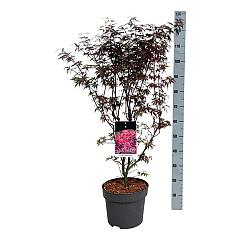 Acer pal. 'Skeeter's Broom'