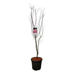 Acer pal. 'Skeeter's Broom'
