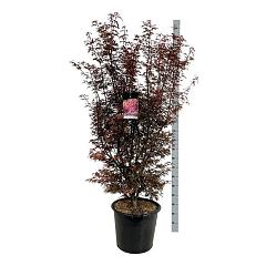 Acer pal. 'Skeeter's Broom'