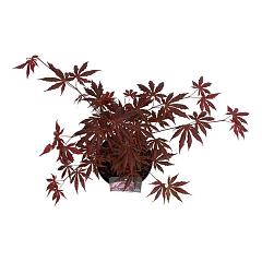 Acer pal. 'Trompenburg'