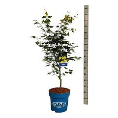 Acer pseudosieboldianum 'Arctic Jade'®