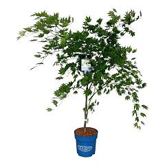 Acer pseudosieboldianum 'Arctic Jade'®