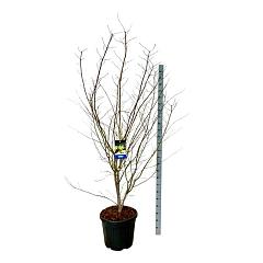 Acer pseudosieboldianum 'Arctic Jade'®