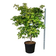 Acer pseudosieboldianum 'Arctic Jade'®