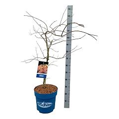 Acer pseudosieboldianum 'Ice Dragon'®
