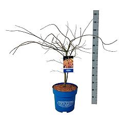 Acer pseudosieboldianum 'Ice Dragon'®