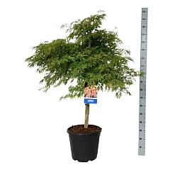 Acer pseudosieboldianum 'Ice Dragon'®