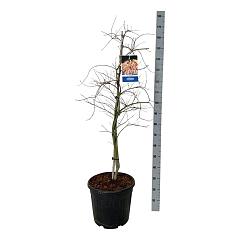 Acer pseudosieboldianum 'Ice Dragon'®