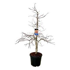Acer pseudosieboldianum 'Ice Dragon'®