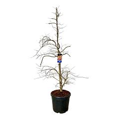 Acer pseudosieboldianum 'Ice Dragon'®