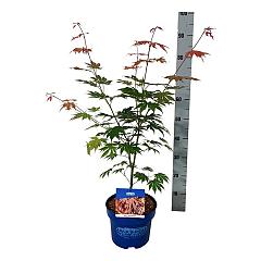 Acer pseudosieboldianum 'North Wind'®