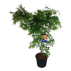 Acer pseudosieboldianum 'North Wind'®