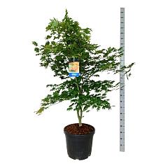 Acer pseudosieboldianum 'North Wind'®