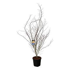 Acer pseudosieboldianum 'North Wind'®