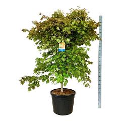 Acer pseudosieboldianum 'North Wind'®