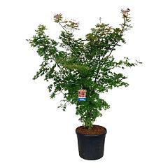 Acer pseudosieboldianum 'North Wind'®