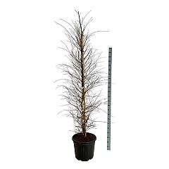 Betula nigra 'Shiloh Splash'