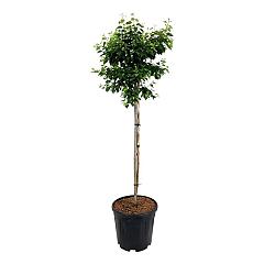 Betula pendula 'Magical Globe'