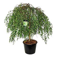 Betula p. 'Youngii'