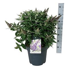 Buddleja d. 'Butterfly Candy Lila Sweatheart'