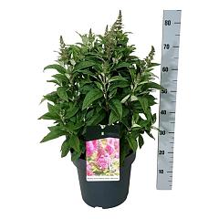 Buddleja d. 'Butterfly Candy Little Cerise'