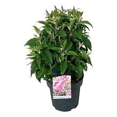 Buddleja d. 'Butterfly Candy Little Pink'
