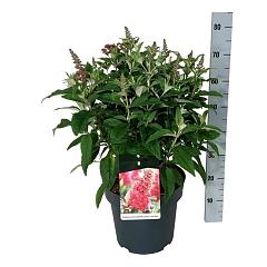 Buddleja d. 'Butterfly Candy Little Ruby'