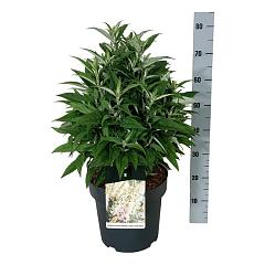 Buddleja d. 'Butterfly Candy Little White'