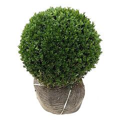 Buxus sempervirens