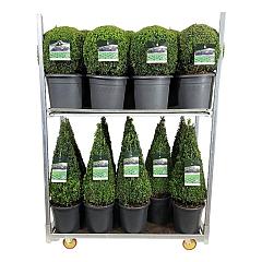 Buxus sempervirens