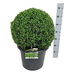 Buxus sempervirens