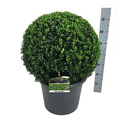 Buxus sempervirens