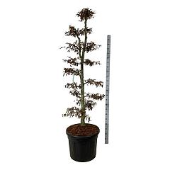 Carpinus betulus