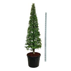 Carpinus betulus