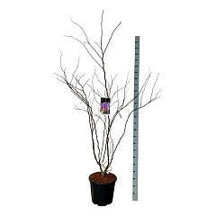 Cercis can. 'Forest Pansy'