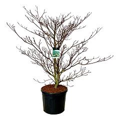 Cornus controversa 'Pagoda'