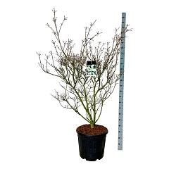 Cornus kousa 'China Girl'