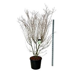 Cornus kousa 'Milky Way'