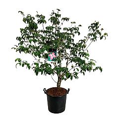 Cornus kousa 'Satomi'