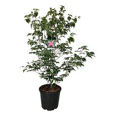 Cornus kousa 'Scarlet Fire'