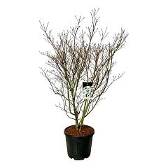 Cornus kousa 'Weisse Fontaine'