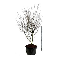 Cornus kousa 'Weisse Fontaine'