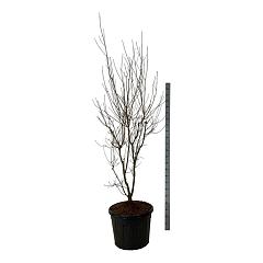 Cornus 'Aurora'
