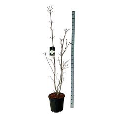 Cornus 'KN-30-8 Venus'(r)