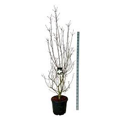 Cornus 'KN-30-8 Venus'(r)