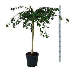 Corylus avell. Purple Umbrella