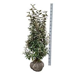Elaeagnus ebb. 'Compacta'