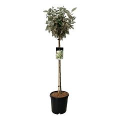 Elaeagnus ebb. 'Compacta'