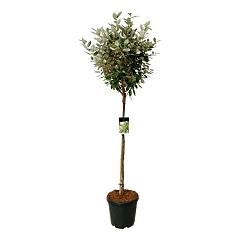Elaeagnus ebb. 'Compacta'